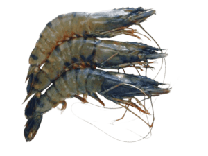 Black Tiger garnalen met kop (16/20) 1kg