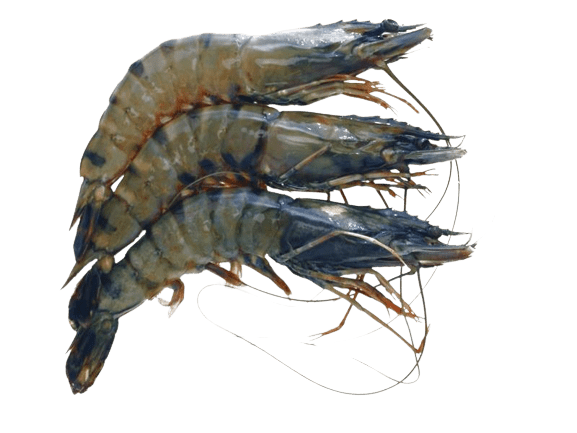 Black Tiger garnalen met kop (16/20) 1kg